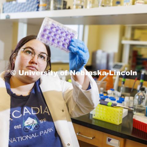 Sarah Altman checks a virus culture as she works in Shi-Hua Xiang’s lab in Morrison Hall. Altman, a junior majoring in biological systems engineering, has been awarded a Goldwater Scholarship. April 12, 2022. Photo by Craig Chandler / University Communication.