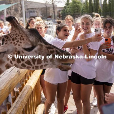 Alpha Chi Omega spend time with one of the giraffes at the Lincoln Children’s Zoo while working there. The Big Event is organized annually by the Association of Students of the University of Nebraska (ASUN). Since 2006, more than 37,500 students at the University of Nebraska–Lincoln have completed 1,687,500 volunteer hours during The Big Event. April 23, 2022. Photo by Dillon Galloway / University Communication.