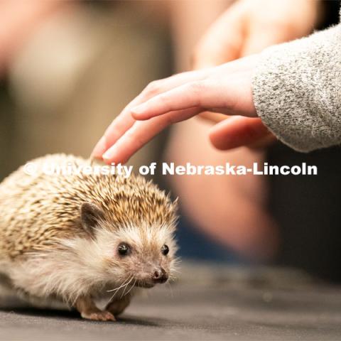 Students pet animals during the End of Year Bash inside the East Campus Union on Saturday, April 30, 2022, in Lincoln, Nebraska.  Photo by Jordan Opp for University Communication
