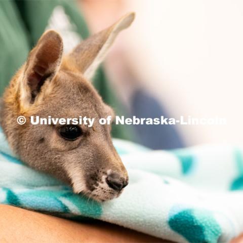 Students pet and hold animals during the End of Year Bash inside the East Campus Union on Saturday, April 30, 2022, in Lincoln, Nebraska.  Photo by Jordan Opp for University Communication
