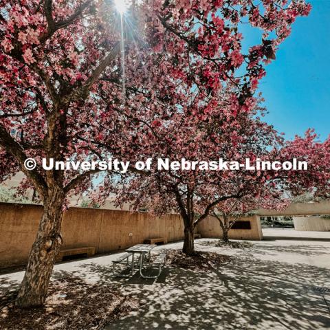 Spring on city campus. Photo by Taylor DeMaro / University Communication.