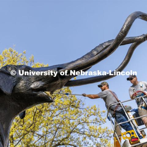 Archie the mammoth sculpture has his teeth brushed by JR Elkins of G&M Window Service. Elkins and Preston Painter are giving Archie his yearly bath and wax and Archie’s mask is now off for the first time since July of 2020. May 9, 2022. Photo by Craig Chandler / University Communication.