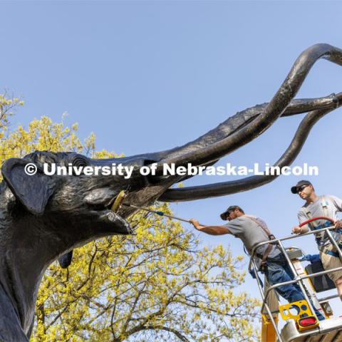 Archie the mammoth sculpture has his teeth brushed by JR Elkins of G&M Window Service. Elkins and Preston Painter are giving Archie his yearly bath and wax and Archie’s mask is now off for the first time since July of 2020. May 9, 2022. Photo by Craig Chandler / University Communication.