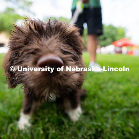 Arlo the dog is photographed during Discovery Days. The East Campus Discovery Days and Farmer’s Market at UNL is a fun, family-friendly event for all ages. It’s more than a farmer’s market. It’s more than a science day. Come for the hands-on, science-focused fun. Stay to enjoy live music and food trucks. Shop at our farmer’s market and vendor fair. June 11, 2022. Photo by Jordan Opp / University Communication.