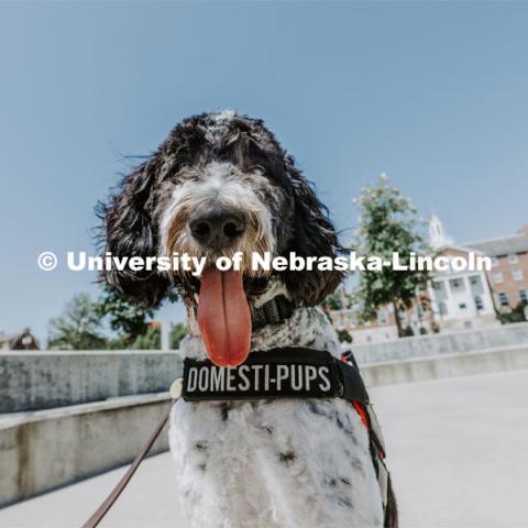 Hershey is a 1 1/2 year old labradoodle being trained as a therapy dog. He will be part of the UNL Police Department this fall. June 17, 2022. Photo by Craig Chandler / University Communication.