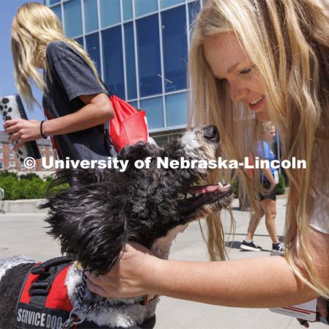 Hershey receives an extra scratch from NSE student DeLynn Day outside the Cather Dining Center. Hershey is a 1 1/2 year old labradoodle being trained as a therapy dog. He will be part of the UNL Police Department this fall. June 17, 2022. Photo by Craig Chandler / University Communication.