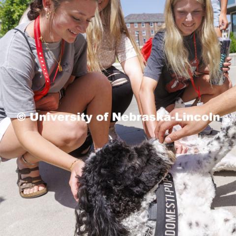 Hershey gets some attention from students outside of Cather Dining Center. Hershey is a 1 1/2 year old labradoodle being trained as a therapy dog. He will be part of the UNL Police Department this fall. June 17, 2022. Photo by Craig Chandler / University Communication.