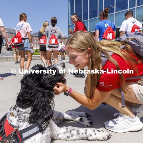 NSE Leader Gabrielle Modica, a New Student Enrollment leader, pauses to give Hershey a bit of attention outside the Cather Dining Center on June 17. Hershey is an 18-month old labradoodle being trained as a therapy dog for the University Police Department. He will be part of the UNL Police Department this fall. June 17, 2022. Photo by Craig Chandler / University Communication.