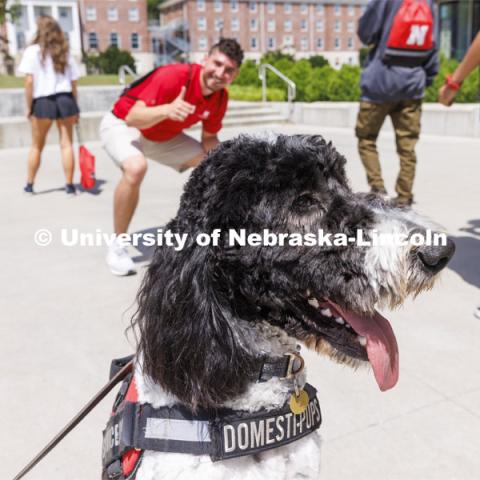 Hershey is a 1 1/2 year old labradoodle being trained as a therapy dog. He will be part of the UNL Police Department this fall. June 17, 2022. Photo by Craig Chandler / University Communication.