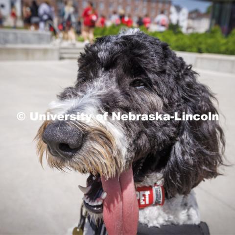 Hershey is a 1 1/2 year old labradoodle being trained as a therapy dog. He will be part of the UNL Police Department this fall. June 17, 2022. Photo by Craig Chandler / University Communication.