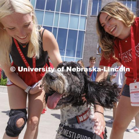 Hershey receives plenty of attention from New Student Enrollment students Madalyn Schoneman (left) and Karlee Rogokos outside the Cather Dining Center. The therapy dog remains in training and will be on campus before the start of the fall semester. He will be part of the UNL Police Department this fall. June 17, 2022. Photo by Craig Chandler / University Communication.