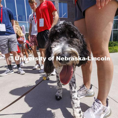 Hershey is a 1 1/2 year old labradoodle being trained as a therapy dog. He will be part of the UNL Police Department this fall. June 17, 2022. Photo by Craig Chandler / University Communication.