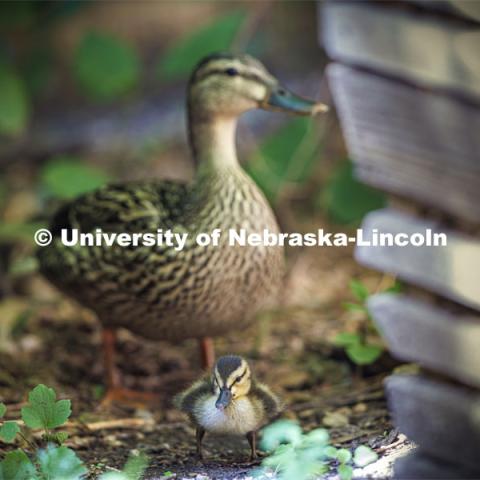 Ducklings have hatched in the Keim Hall Courtyard. June 20, 2022. Photo by Craig Chandler / University Communication.