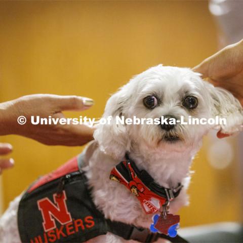 Neo the Trio support dog welcomes students and parents at New Student Enrollment.  June 22, 2022.  Photo by Craig Chandler / University Communication. 