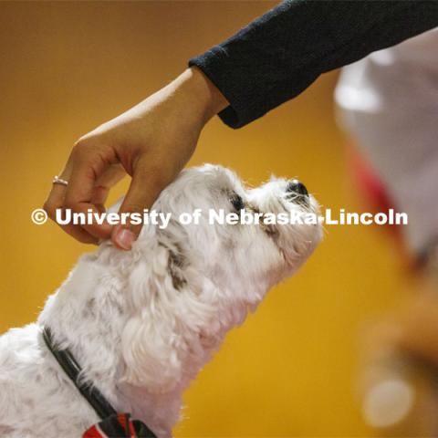 Neo the Trio support dog welcomes students and parents at New Student Enrollment Orientation. June 22, 2022. Photo by Craig Chandler / University Communication.