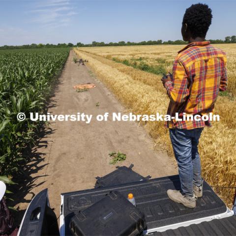 Pascal Izere, master’s student in Biological Systems Engineering, lands an autonomous drone photographing a field of triticale at the research fields at 84th and Havelock. Biological Systems Engineering fieldwork with drones for phenotyping fields. June 27, 2022. Photo by Craig Chandler / University Communication.