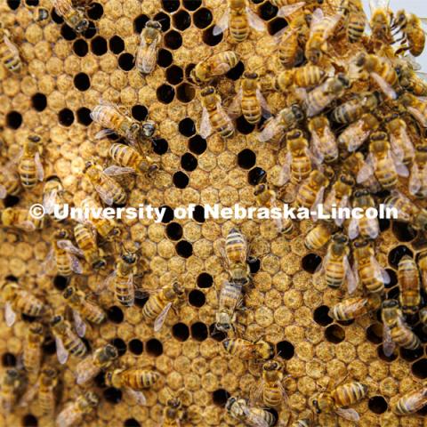 A frame from a beehive is covered in bees. The holes are made as new bees emerge after being born. Judy Wu-Smart, Associate Professor in Entomology, has USDA-NIFA funding for bee keeping and educational training kits. July 1, 2022. Photo by Craig Chandler / University Communication.