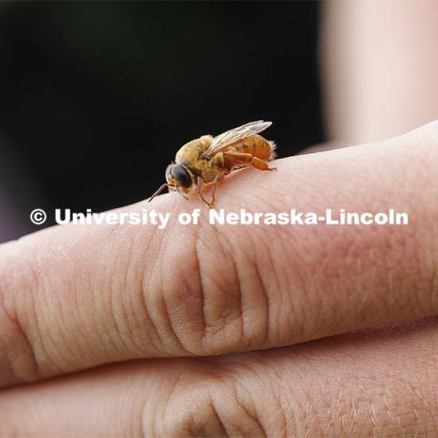 A drone bee rests on the finger of Sheldon Brummel, Master Beekeeping Project Coordinator for the Bee Lab. Judy Wu-Smart, Associate Professor in Entomology, has USDA-NIFA funding for bee keeping and educational training kits. July 1, 2022. Photo by Craig Chandler / University Communication.