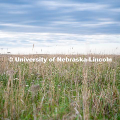 A pasture southwest of North Platte. July 6, 2022. Photo by Iris McFarlin, AWESM Lab Communications.