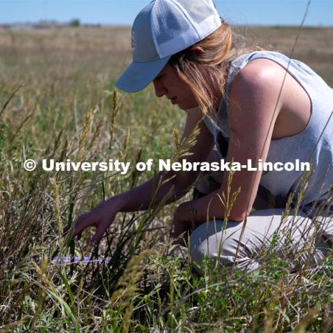 PhD student Grace Schuster uses a Daubenmire frame to measure the percent cover, frequency, and composition of vegetation. She is working in a pasture southwest of North Platte. July 6, 2022. Photo by Iris McFarlin, AWESM Lab Communications.