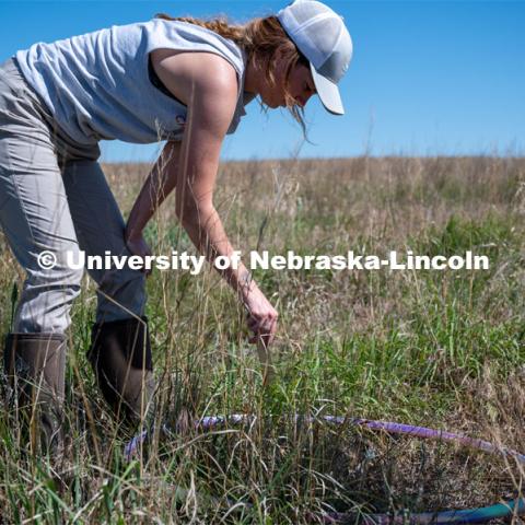 PhD student Grace Schuster measures the average depth of litter on the ground during vegetation sampling. She is working in a pasture southwest of North Platte. July 6, 2022. Photo by Iris McFarlin, AWESM Lab Communications.