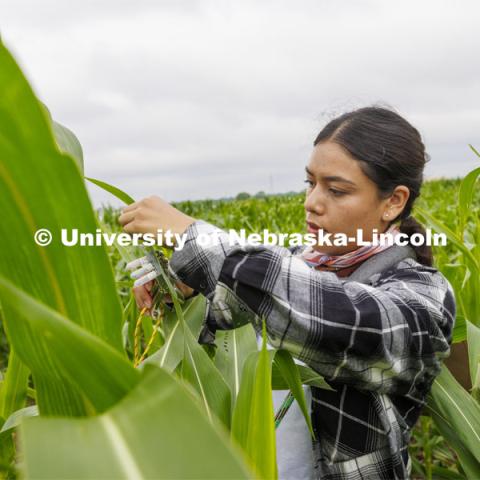 Lina Lopez, a research technologist for James Schnabel’s crew, samples a corn leaf while field phenotyping corn plant DNA. James Schnable’s field northeast of 84th and Havelock research fields. July 8, 2022. Photo by Craig Chandler / University Communication. 