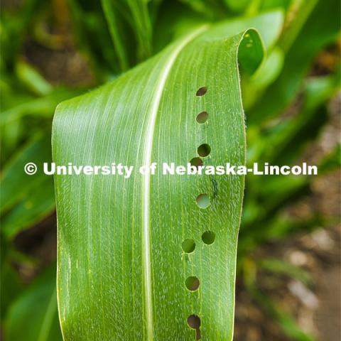 James Schnabel’s crew works their way through a field phenotyping corn plant DNA. James Schnable’s field northeast of 84th and Havelock research fields. July 8, 2022. Photo by Craig Chandler / University Communication.