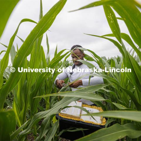 Michael Tross, a PhD student from St. Kitts and Nevis, samples a corn leaf while field phenotyping corn plant DNA in James Schnable’s field northeast of 84th and Havelock research fields. July 8, 2022. Photo by Craig Chandler / University Communication.