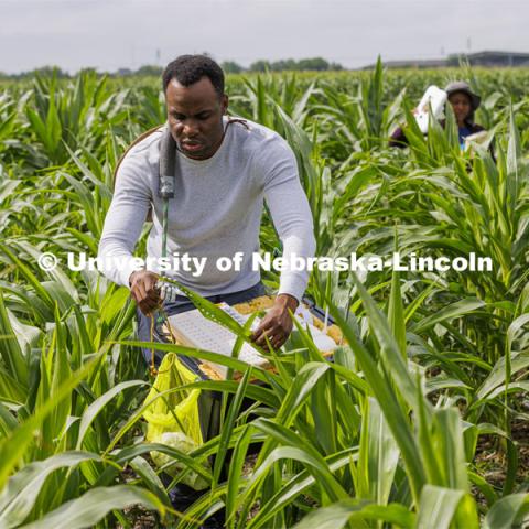 Michael Tross, a PhD student from St. Kitts and Nevis, samples a corn leaf while field phenotyping corn plant DNA in James Schnable’s field northeast of 84th and Havelock research fields. July 8, 2022. Photo by Craig Chandler / University Communication.