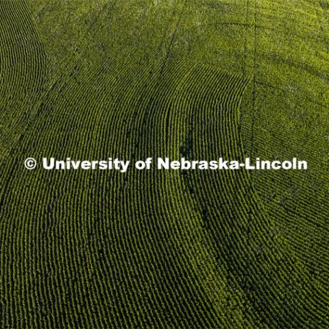 Corn field south of Bennet, Nebraska. July 15, 2022. Photo by Craig Chandler / University Communication. 