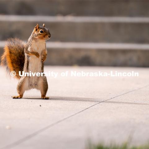 Squirrel on the Nebraska Union green space. August 20, 2022. Photo by Jordan Opp for University Communication.