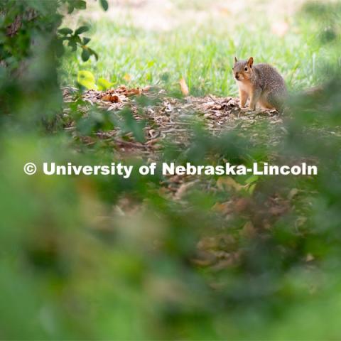 Squirrel on the Nebraska Union green space. August 20, 2022. Photo by Jordan Opp for University Communication.