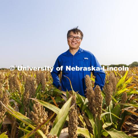 Jinliang Yang, assistant professor of agronomy and horticulture, is leading an effort to better understand sorghum’s genetic makeup to improve the crop’s nitrogen use efficiency. Yang is working with sorghum including this field at UNL’s Havelock Fields. September 9, 2022. Photo by Craig Chandler / University Communication.