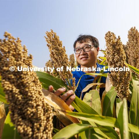 Jinliang Yang, assistant professor of agronomy and horticulture, is leading an effort to better understand sorghum’s genetic makeup to improve the crop’s nitrogen use efficiency. Yang is working with sorghum including this field at UNL’s Havelock Fields. September 9, 2022. Photo by Craig Chandler / University Communication.