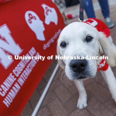 A Lab poses for a picture in front of the Canine Connection Lab and Human Interaction sign. Homecoming Parade and Cornstalk. September 30, 2022. Photo by Craig Chandler / University Communication.