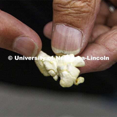 Norm Krug shows a kernel of popped butterfly popcorn. Preferred Popcorn grows popcorn near Chapman, Nebraska and throughout the area. It is headed by Norm Krug. October 13, 2022. Photo by Craig Chandler / University Communication.