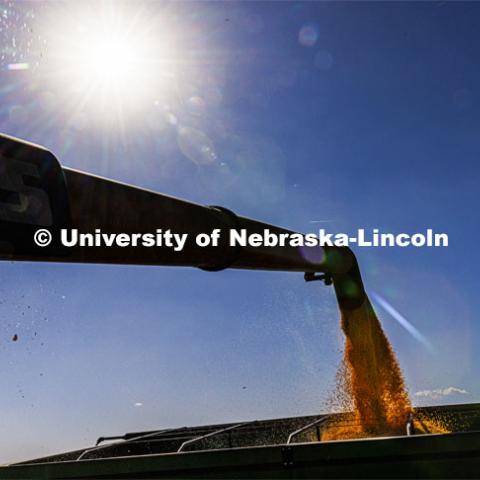 Popcorn flows into a grain wagon. Preferred Popcorn grows popcorn near Chapman, Nebraska and throughout the area. It is headed by Norm Krug. October 13, 2022. Photo by Craig Chandler / University Communication.