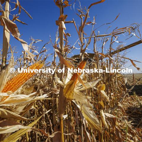 Andrew McHargue combines popcorn east of Chapman, Nebraska. Preferred Popcorn grows popcorn near Chapman, Nebraska and throughout the area. It is headed by Norm Krug. October 13, 2022. Photo by Craig Chandler / University Communication.