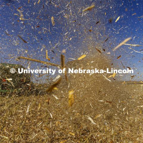 Chaff flies from the rear of the combine as Andrew McHargue harvests popcorn east of Chapman, Nebraska. Preferred Popcorn grows popcorn near Chapman, Nebraska and throughout the area. It is headed by Norm Krug. October 13, 2022. Photo by Craig Chandler / University Communication.