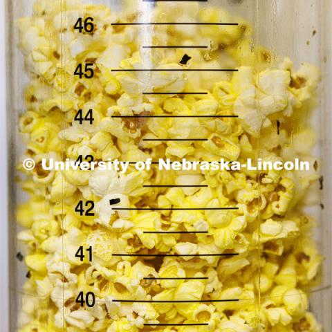 Each sample is popped in a popper identical to those used in movie theaters. The sample is measured for volume so it meets their customer’s expectations. Preferred Popcorn grows popcorn near Chapman, Nebraska and throughout the area. It is headed by Norm Krug. October 13, 2022. Photo by Craig Chandler / University Communication.