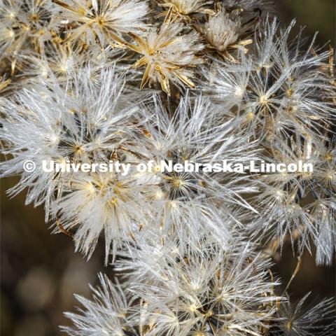 Fall comes to Reller Prairie in southwest Lancaster County. October 17, 2022. Photo by Craig Chandler / University Communication.