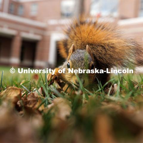 Squirrel sitting in the leaves eating a nut in front of the Kauffman Academic Residential Center. Fall on city campus. October 27, 2022. Photo by Craig Chandler / University Communication. 