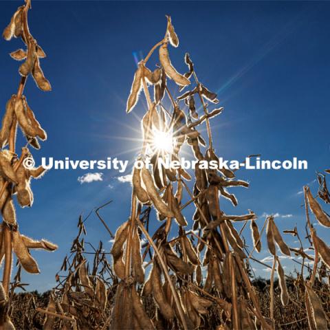 Soybeans in East Campus field. October 28, 2022. Photo by Craig Chandler / University Communication.