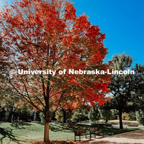 Fall on City Campus. November, 2022. Photos by Katie Black and Taylor DeMaro / University Communication.