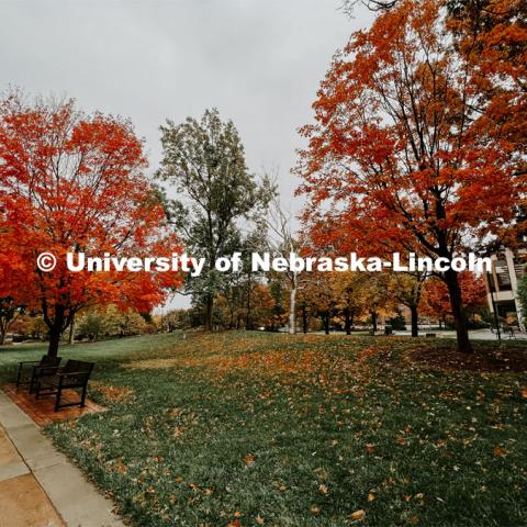 Fall on City Campus. November, 2022. Photos by Katie Black and Taylor DeMaro / University Communication.