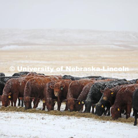 New years blizzard. Cattle and livestock on the Diamond Bar Ranch north of Stapleton, NE, in the Nebraska Sandhills. January 2, 2023. Photo by Natalie Jones.  Photos are for UNL use only. Any outside use must be approved by the photographer.