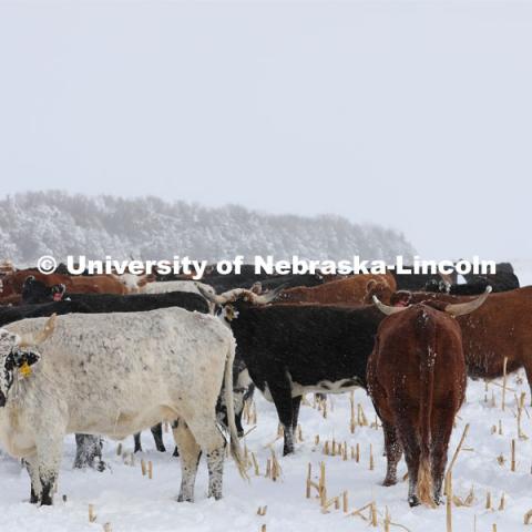 New years blizzard. Cattle and livestock on the Diamond Bar Ranch north of Stapleton, NE, in the Nebraska Sandhills. January 2, 2023. Photo by Natalie Jones.  Photos are for UNL use only. Any outside use must be approved by the photographer.