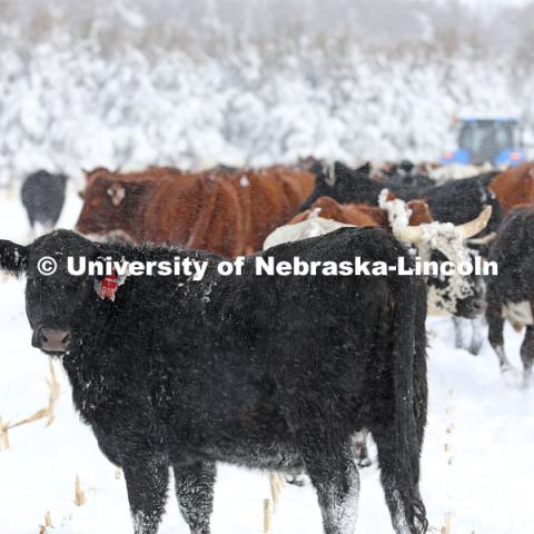 New years blizzard. Cattle and livestock on the Diamond Bar Ranch north of Stapleton, NE, in the Nebraska Sandhills. January 2, 2023. Photo by Natalie Jones.  Photos are for UNL use only. Any outside use must be approved by the photographer.