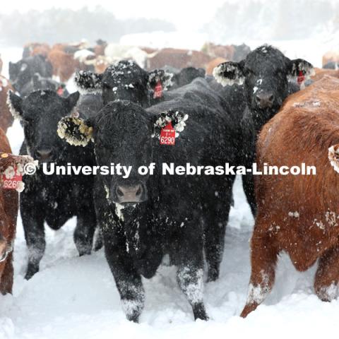 New years blizzard. Cattle and livestock on the Diamond Bar Ranch north of Stapleton, NE, in the Nebraska Sandhills. January 2, 2023. Photo by Natalie Jones.  Photos are for UNL use only. Any outside use must be approved by the photographer.