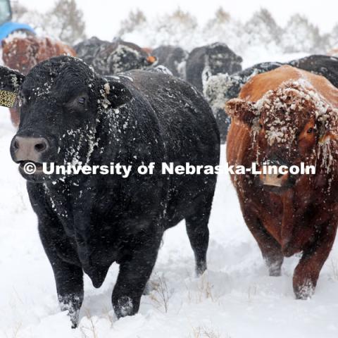 New years blizzard. Cattle and livestock on the Diamond Bar Ranch north of Stapleton, NE, in the Nebraska Sandhills. January 2, 2023. Photo by Natalie Jones.  Photos are for UNL use only. Any outside use must be approved by the photographer.